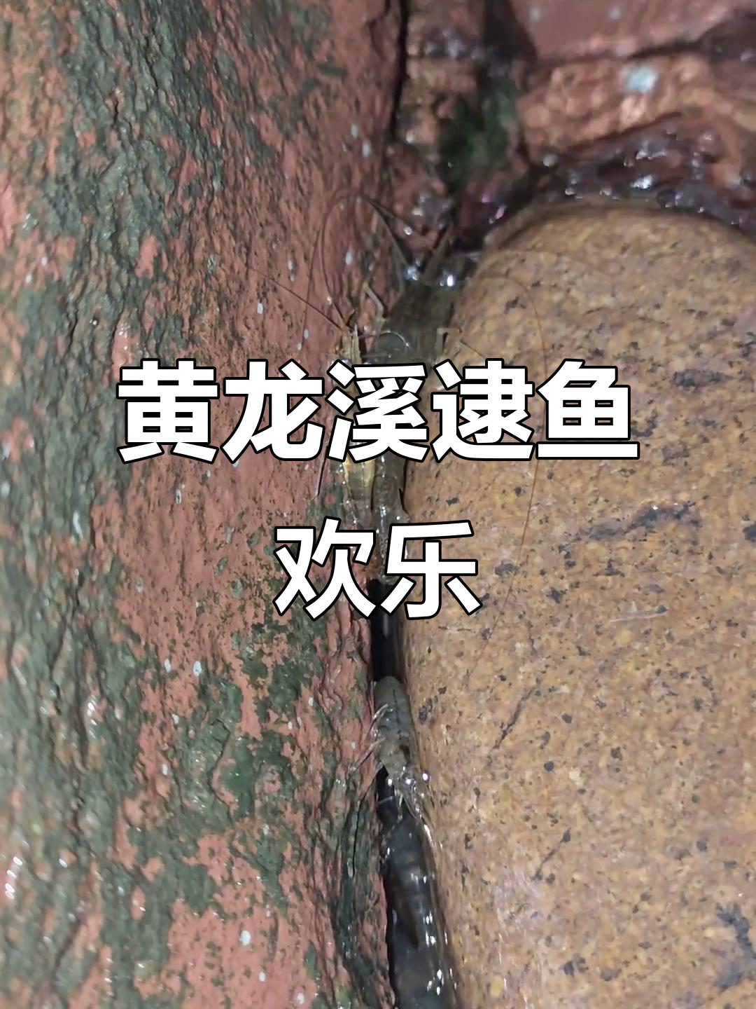 黄龙溪虾子鱼儿成群,成都周边钓鱼乐趣多
