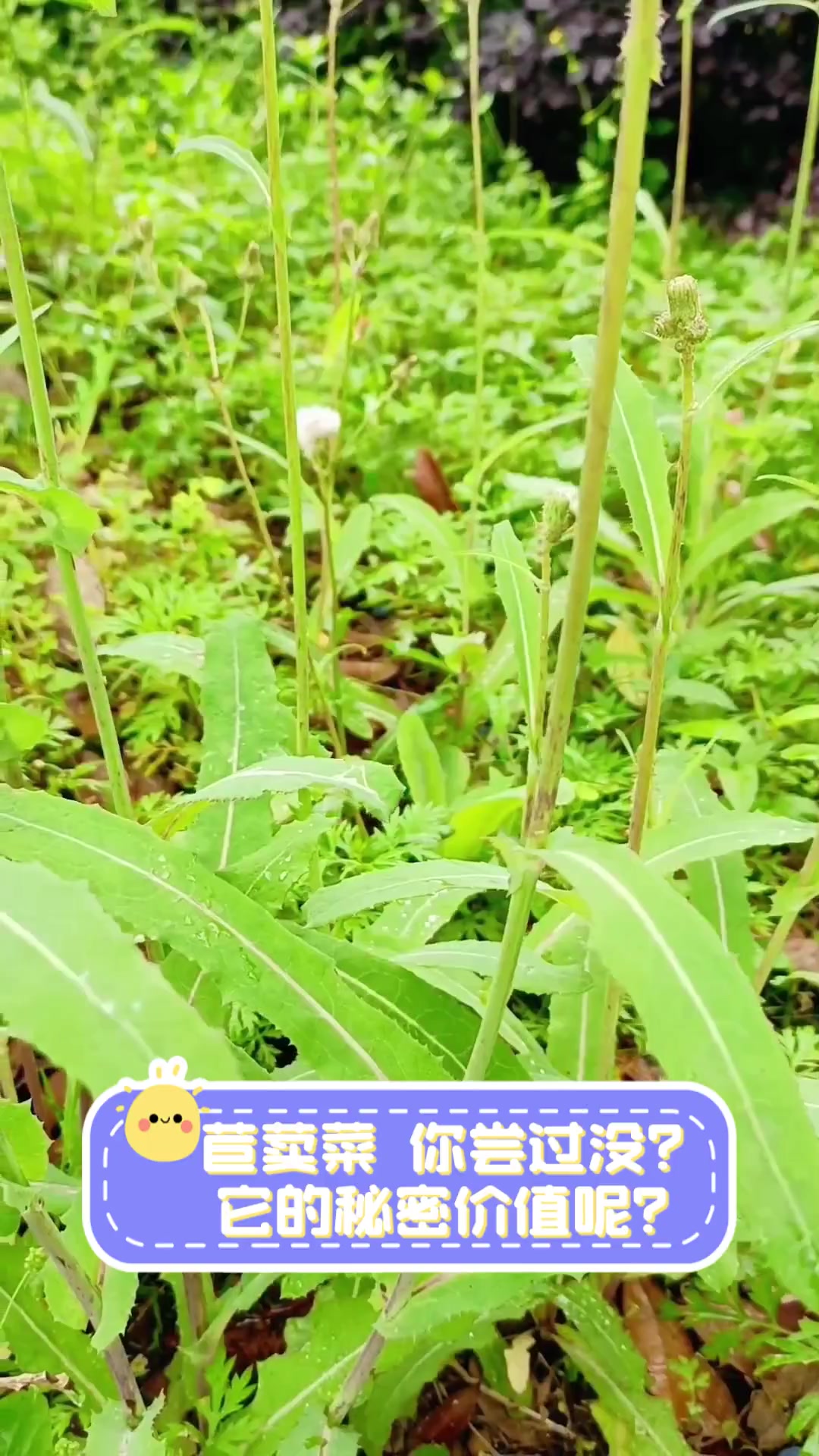 苣荬菜,你尝过没?它的秘密价值呢?