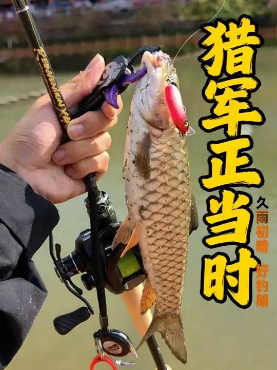 久鱼初晴水温升,正是军鱼觅食期。德米克青霜星锐小饵泛用无压力。大师晒出你们的渔获照片,咱们