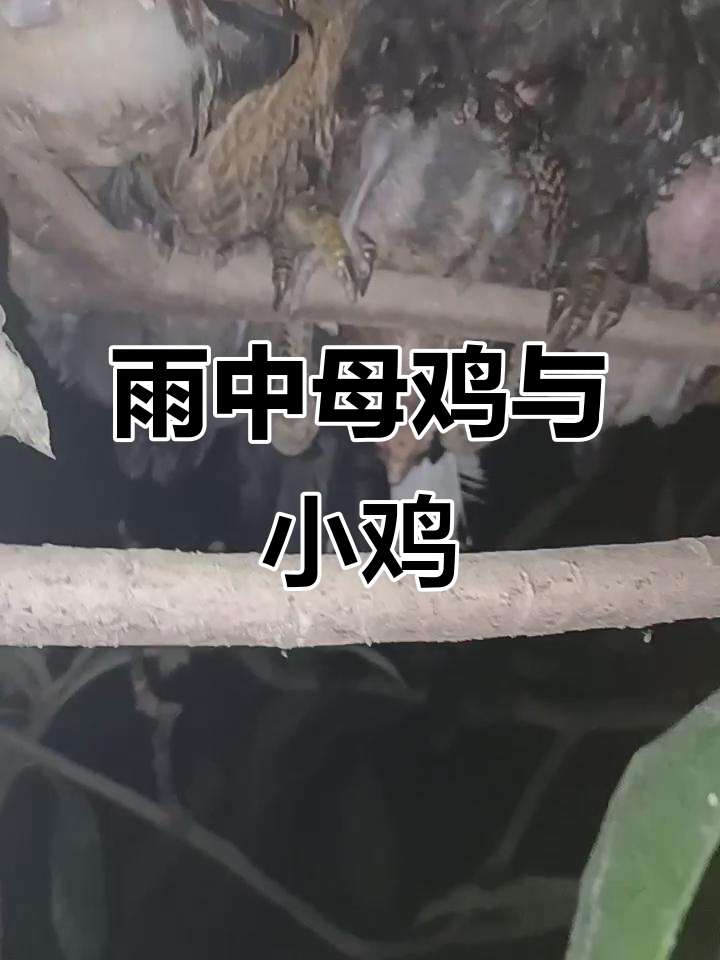 母鸡压住小鸡,雨天树上避难,真是紧张又搞笑的场景!