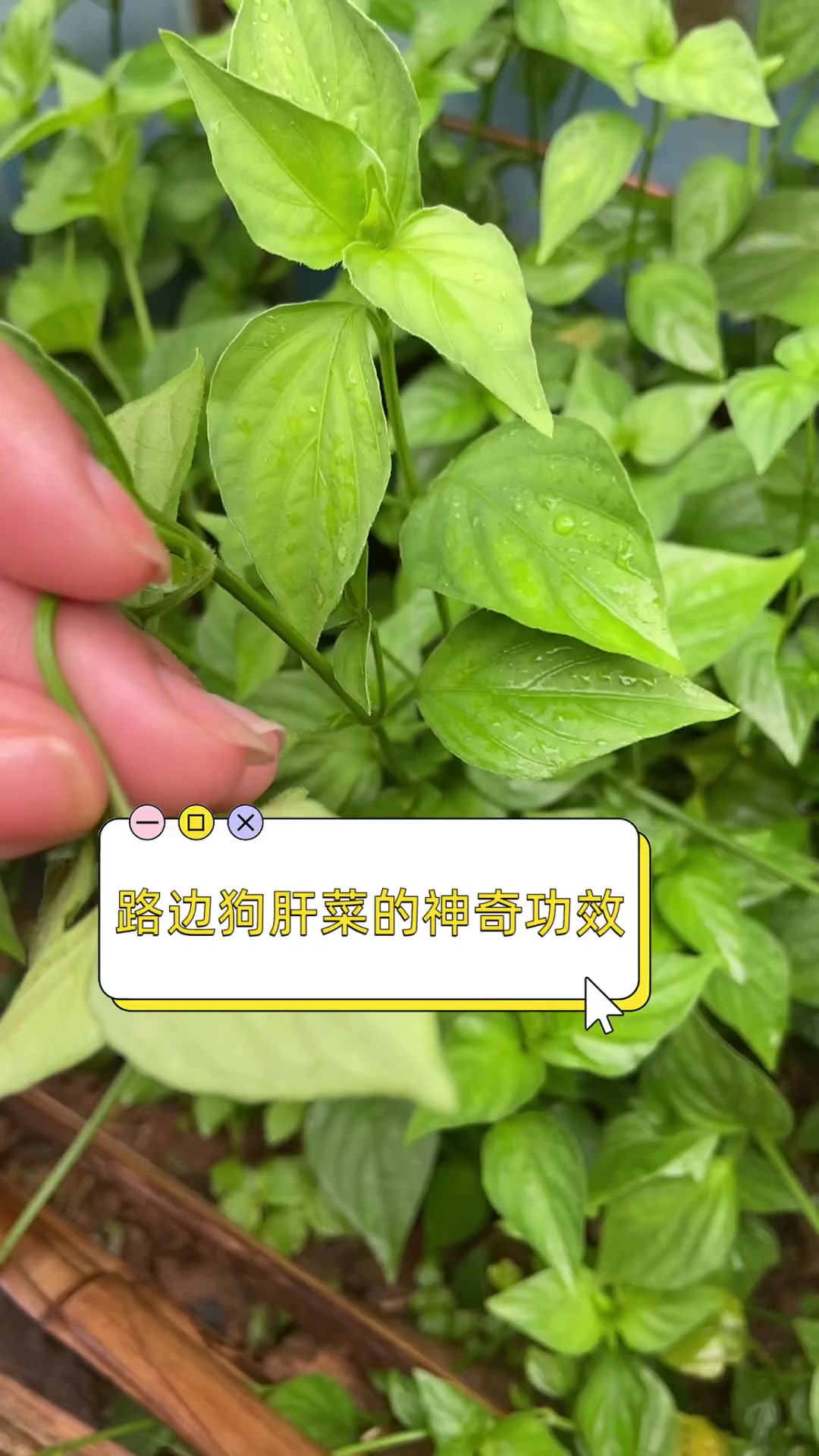 路边狗肝菜的神奇功效