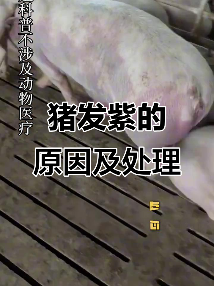 猪全身发紫?别乱治,先了解原因和应对方法
