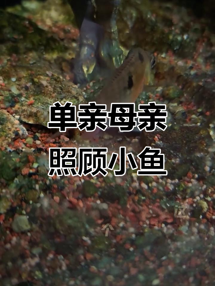 玻利维亚凤凰鱼单亲妈妈带娃记,母子情深感人至极