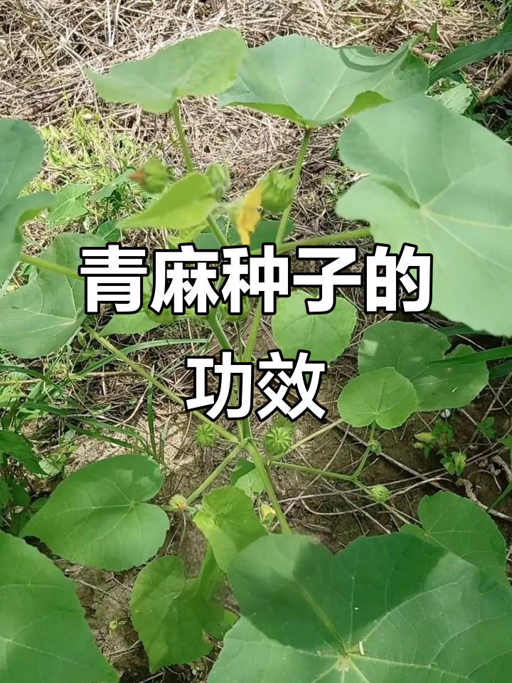 青麻种子:清热解毒,药用价值高
