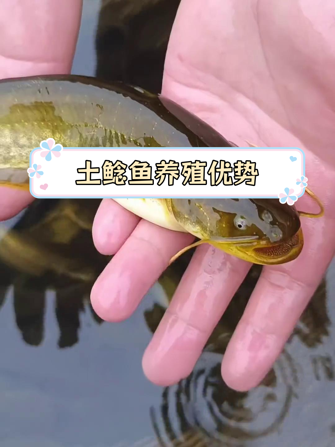 土鲶鱼:生长快、抗病强,适合各地养殖