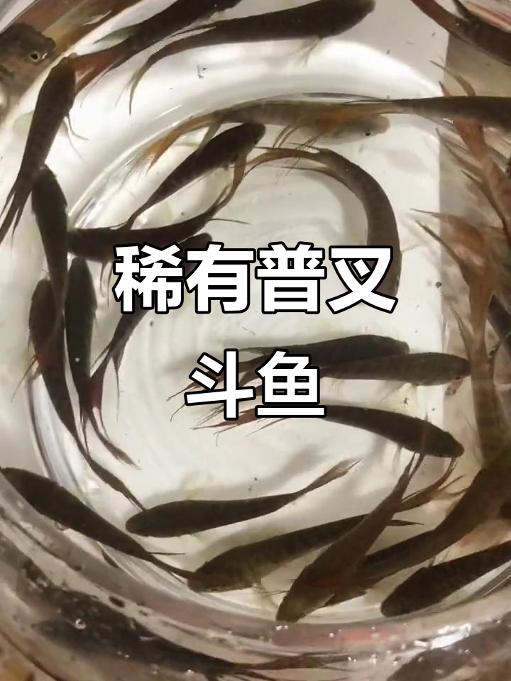 野生红蓝叉尾斗鱼逐渐消失，童年回忆难寻