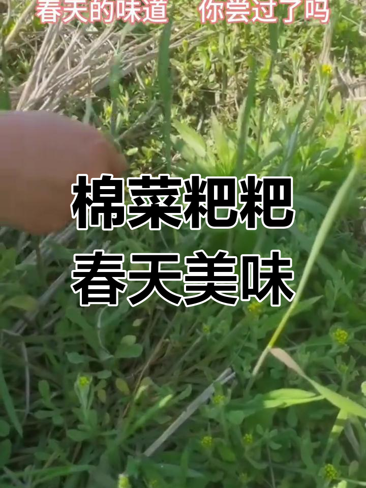 春天的味道,鼠蛆草与糯米粉的完美结合