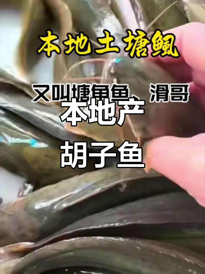 本地土塘鲺:八根胡子的神秘鱼类