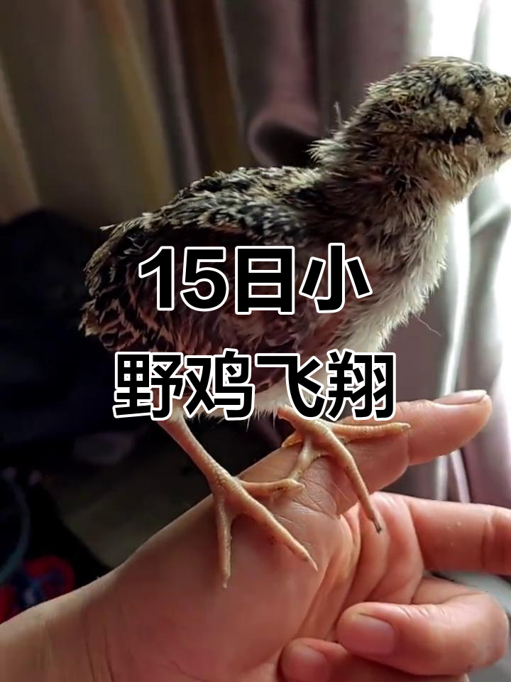 15天野鸡崽翅膀长,调皮飞手心