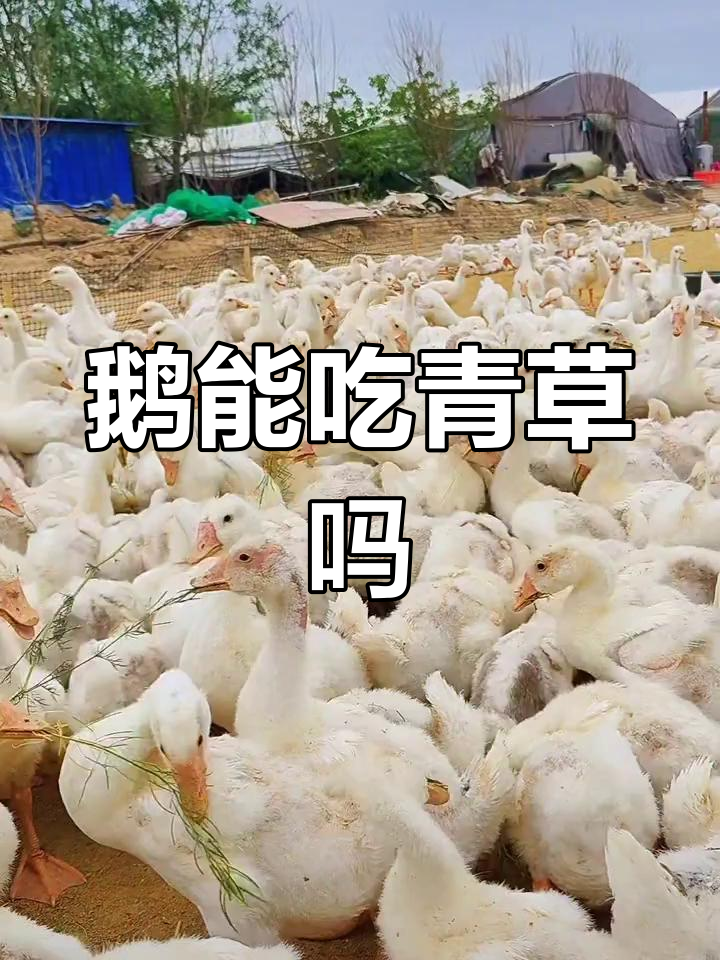 鹅吃青草能长快吗?了解食草性动物的生长特点