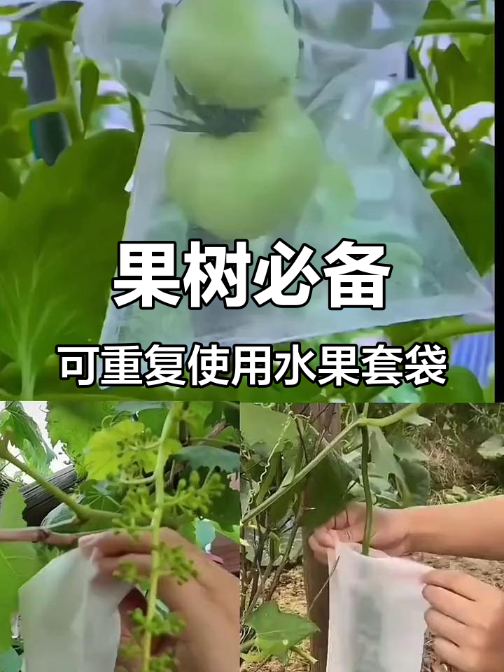 水果套袋轻松防虫,保护果树更耐用