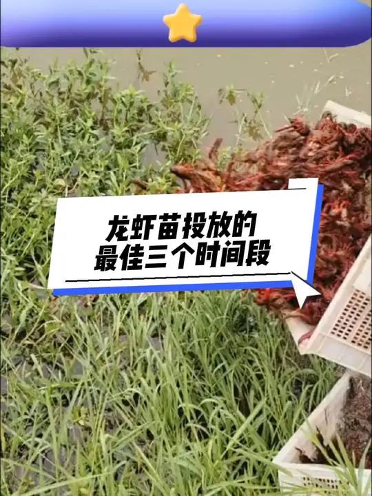龙虾苗三个最佳投放时间段
