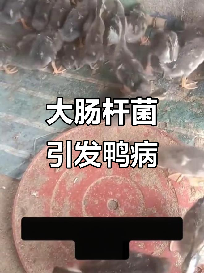 鸭子关节肿大?可能是大肠杆菌惹的祸!