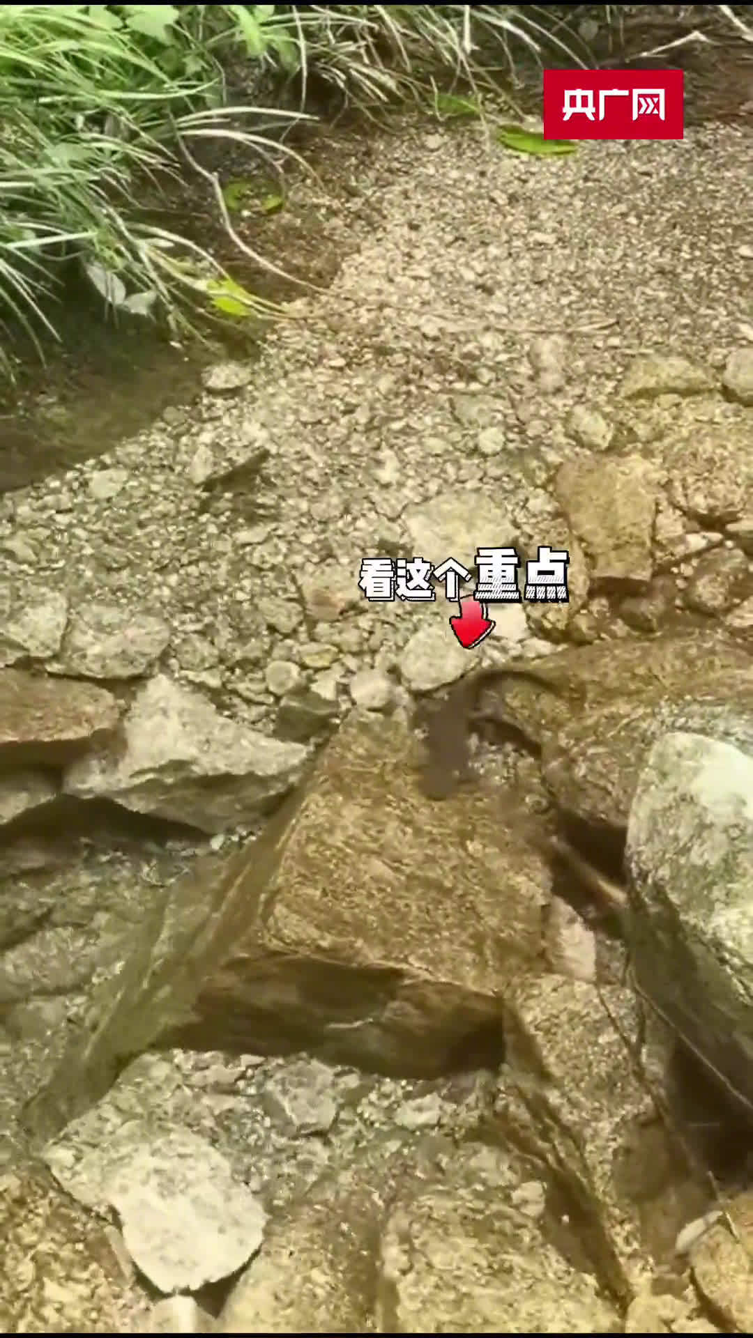 「江西发现生物活化石中国小鲵 与恐龙同时代!」近日,江西赣州,上犹县五指峰国家森林公园内发