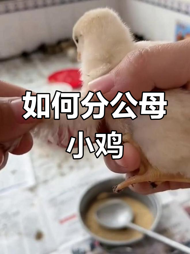 鸡苗公母辨别技巧,轻松掌握