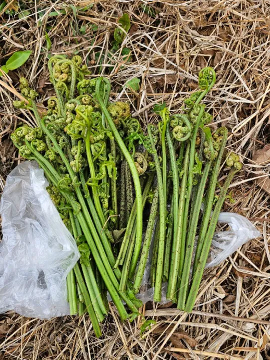 到河边采野菜，今晚凉拌水蕨菜尝鲜！