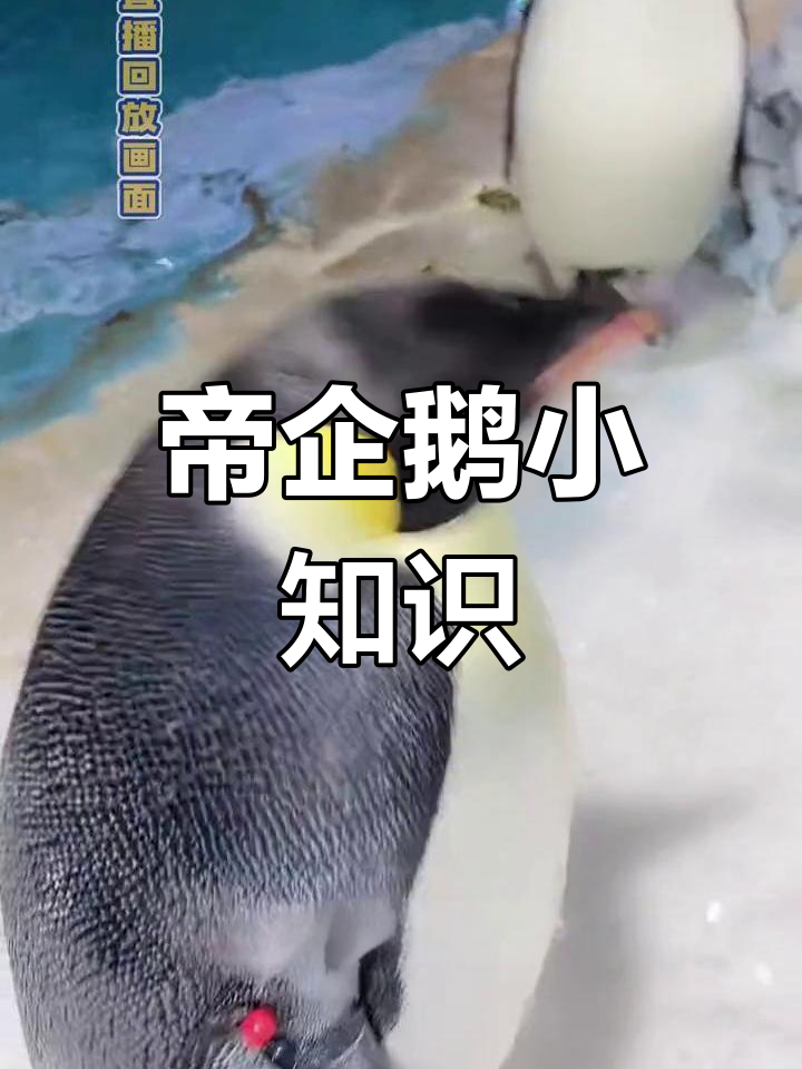 帝企鹅的奇妙世界:寿命与习性揭秘