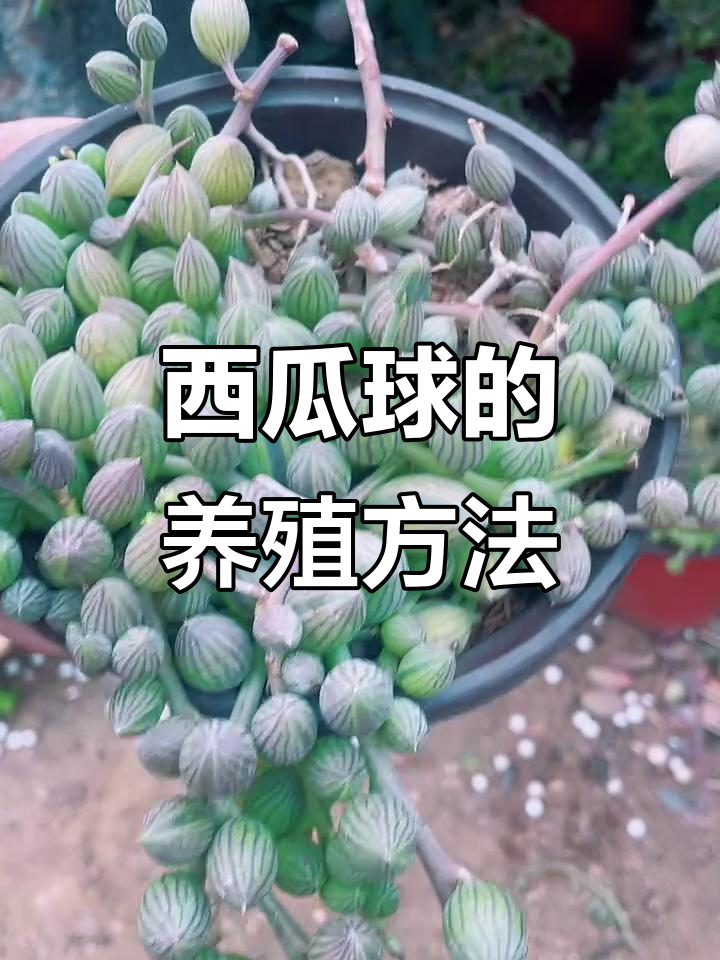 西瓜球养护全攻略,轻松掌握多肉植物种植技巧