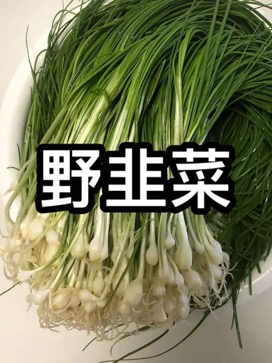 秋日美味薤白全国各地叫法不一 你的家乡叫它什么