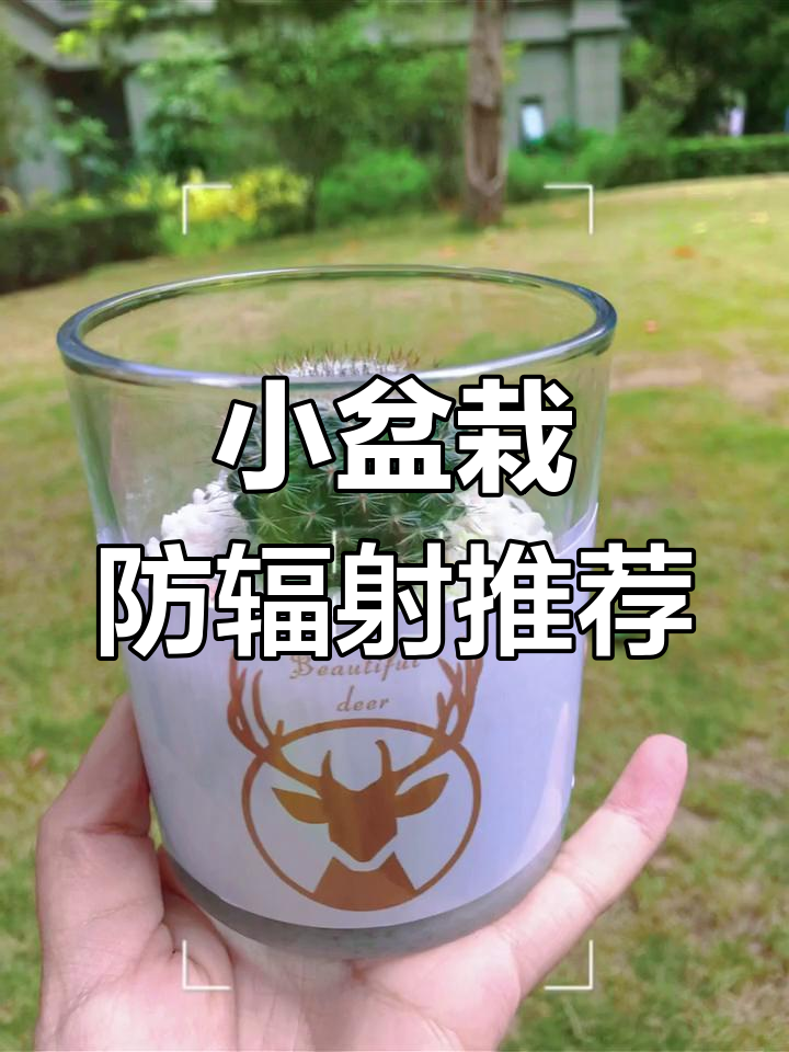 室内绿植防辐射,仙人掌多肉植物推荐
