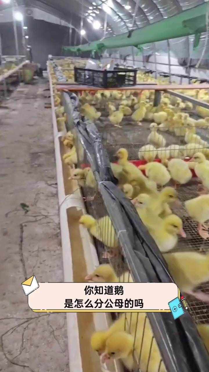 你知道鹅是怎么分公母的吗?
