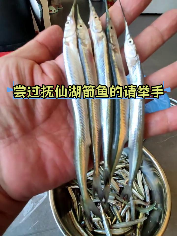 抚仙湖箭鱼,吃过的人举手