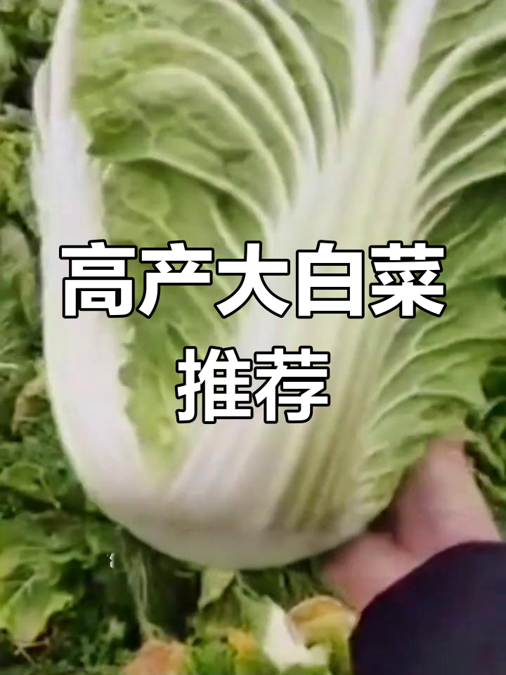 德高一号白菜,高产抗病又耐冬储,口感鲜甜超美味
