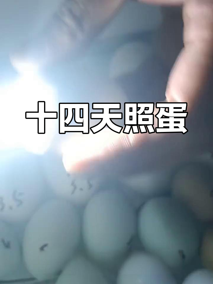 14天鸡发育观察
