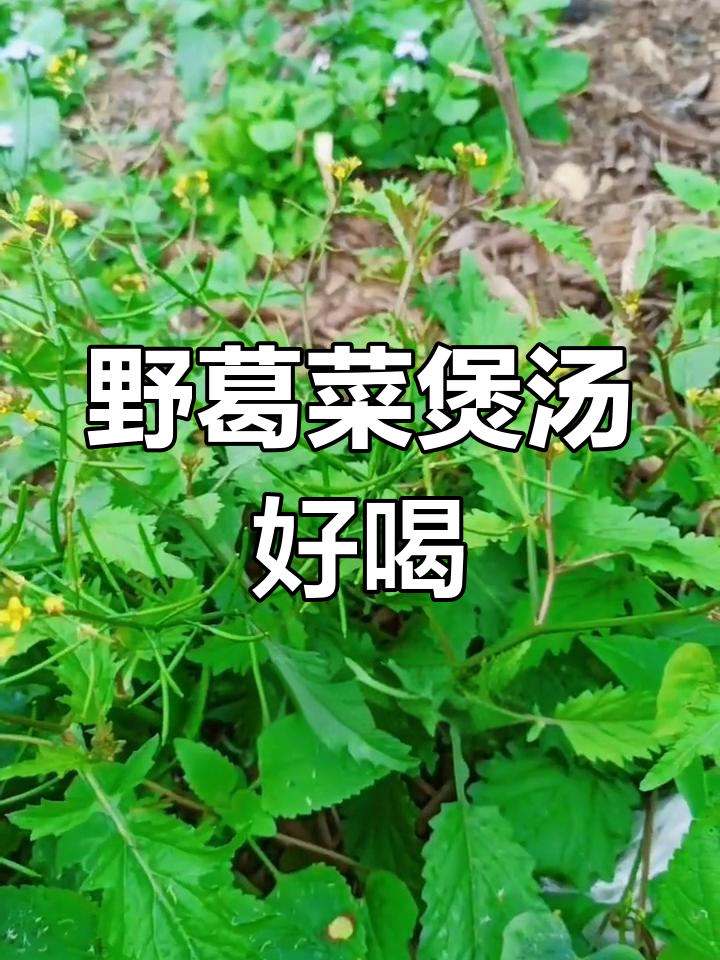 台山野生葛菜,孕妇小孩都适合