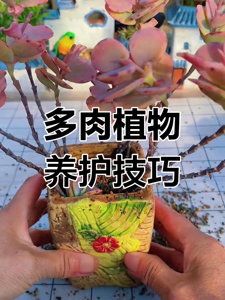 蝴蝶之舞多肉养护全攻略:换土、修剪一步到位
