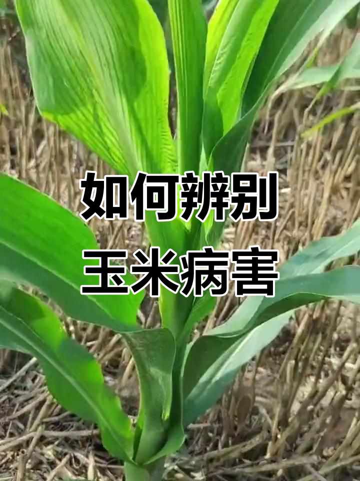 玉米顶腐病症状识别与防治技巧