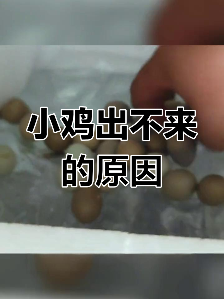 孵化后期小鸡不出壳,原因终于找到