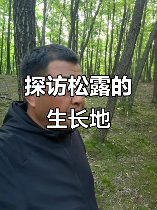 松露生长环境揭秘:青冈素与硬土的完美结合