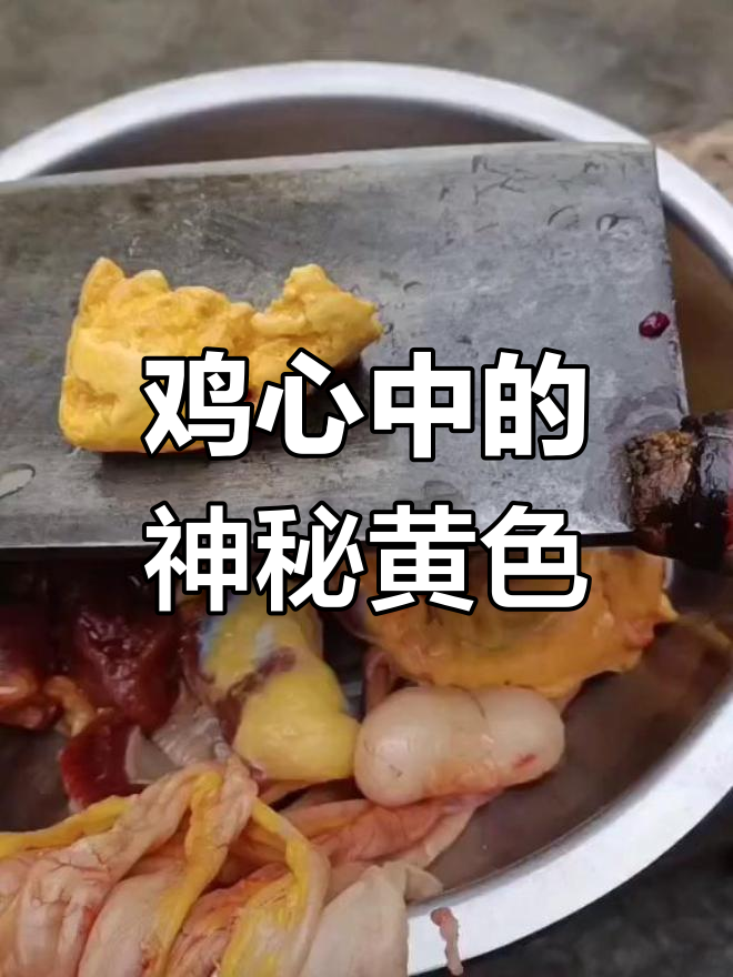 鸡心内黄色液体,是鸡黄吗?有啥用呢?