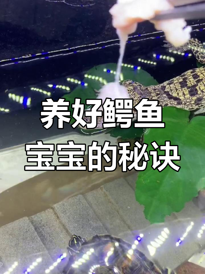 如何正确饲养小鳄鱼