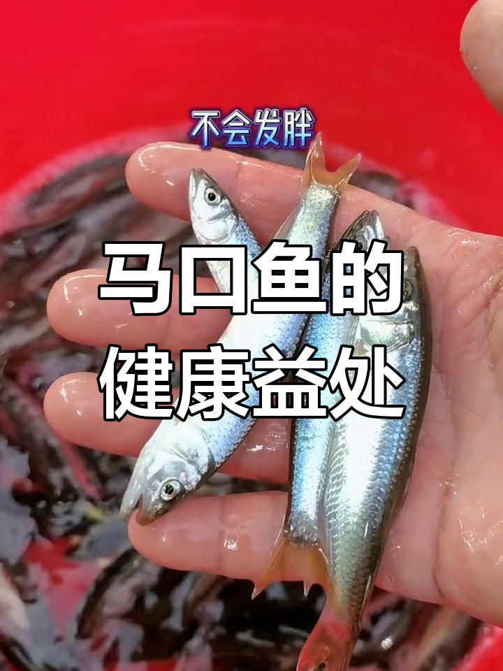 马口鱼富含营养,增强免疫力,有益脑部发育