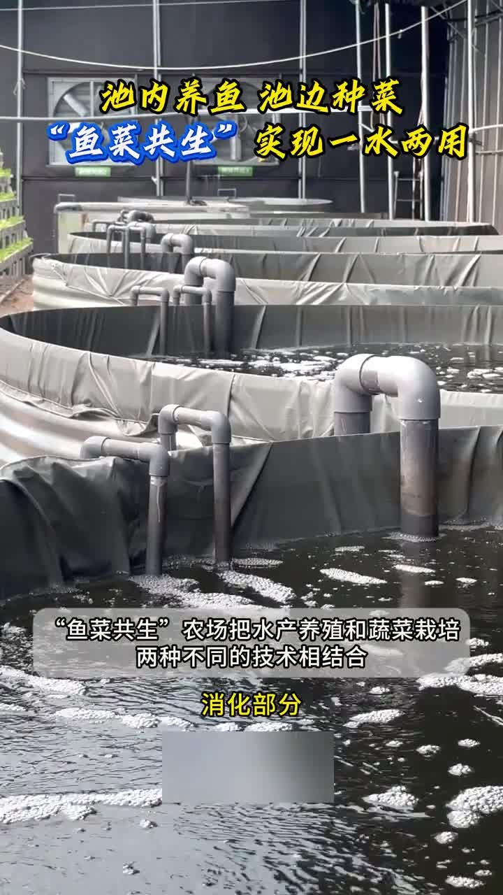 池内养鱼,池边种菜,“鱼菜共生”实现一水两用