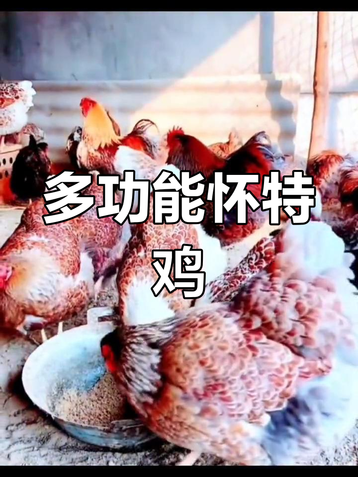 怀特鸡:观赏与肉用兼备