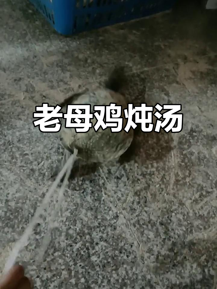 晚上炖老母鸡,爪子太尖了!