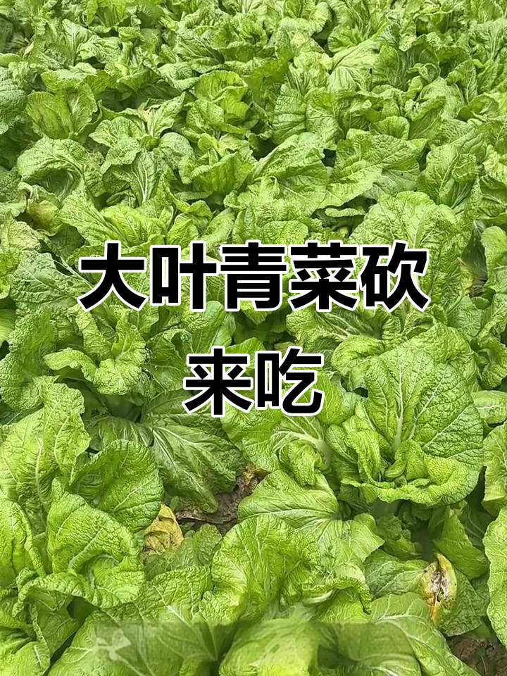 四川大叶芥菜,做泡菜咸菜的绝佳选择