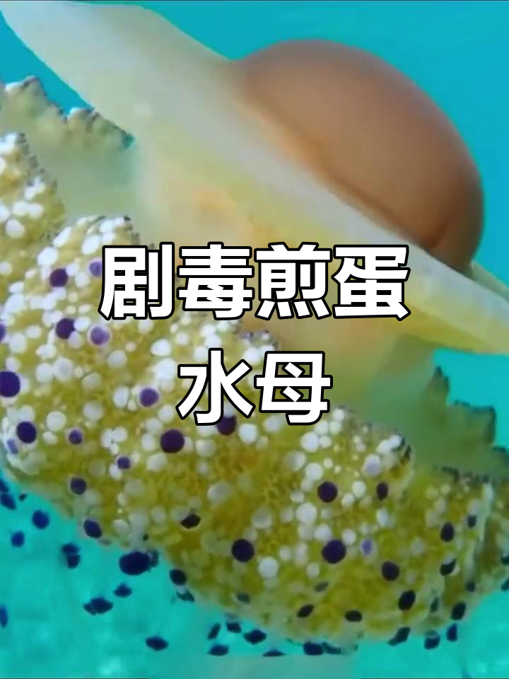 地中海煎蛋水母:深海中的剧毒生物