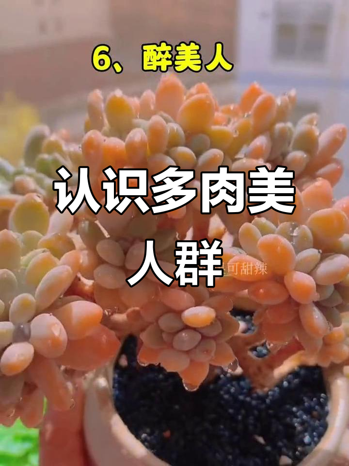多肉美人系列大揭秘，哪个最让你心动？