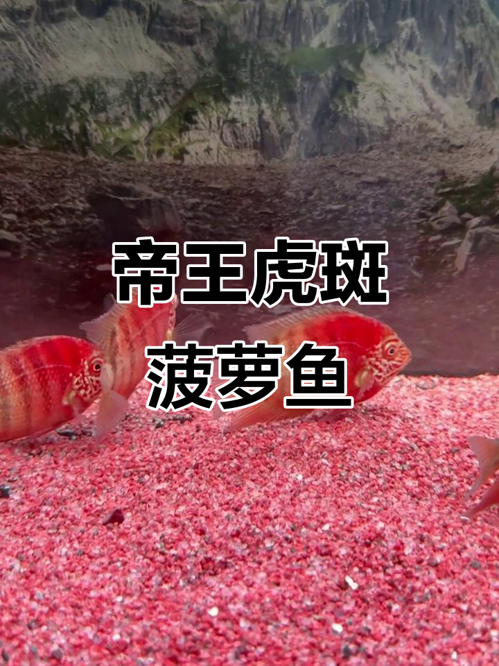 帝王虎斑菠萝鱼:高端观赏鱼的魅力与特点