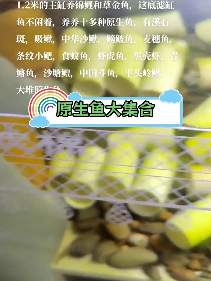 1.2米底滤缸养原生鱼,种类繁多