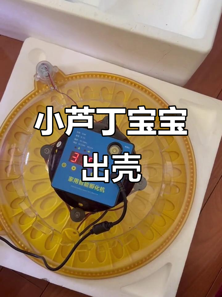 17天等待,28颗蛋里将孵化多少小生命?