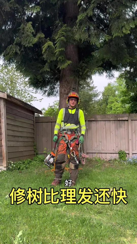 万物生长靠太阳,修剪大树蔬菜旺