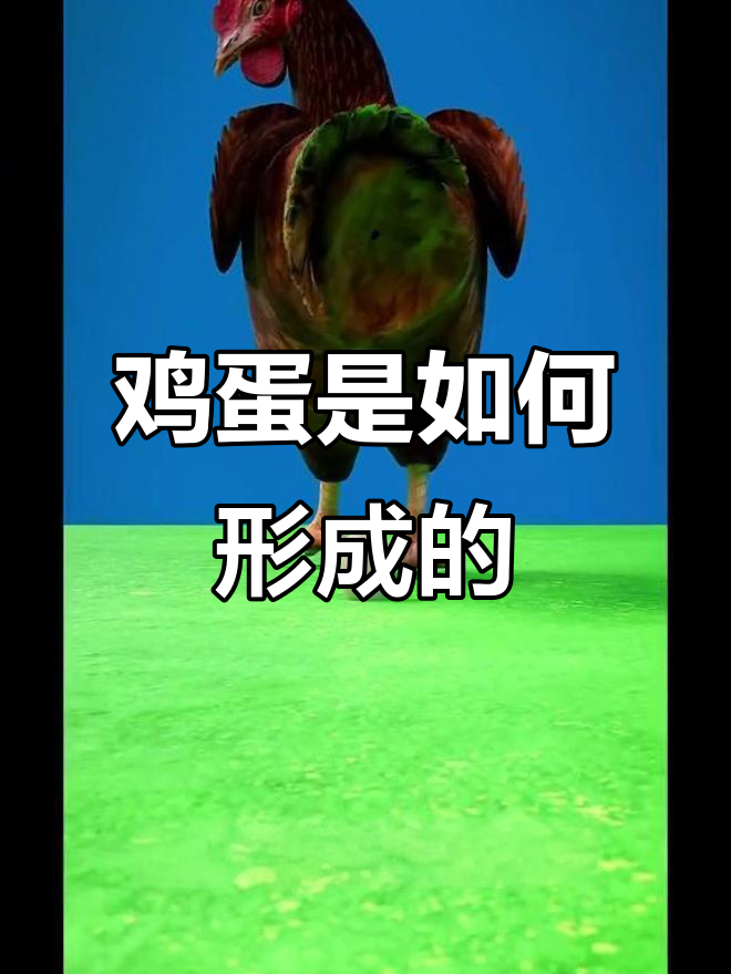 鸡蛋的形成过程竟然这么有趣，揭秘母鸡如何产蛋