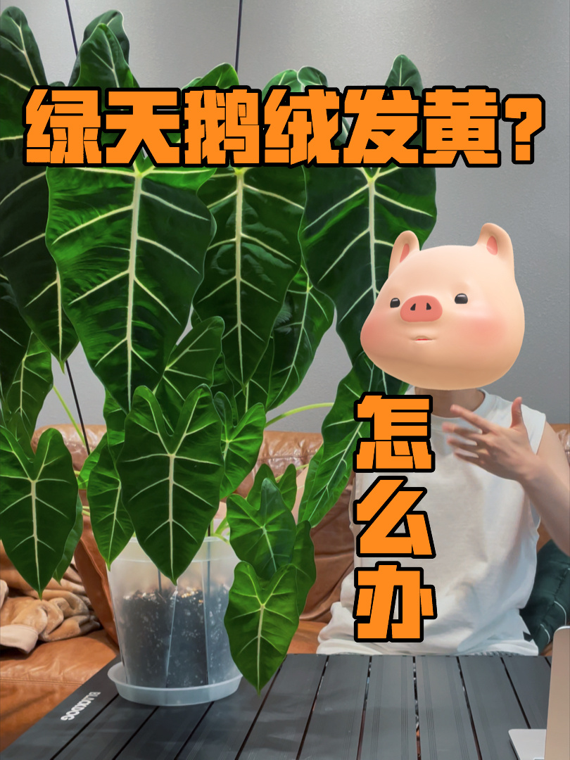 用一张脑图分析绿天鹅绒海芋黄叶怎么办