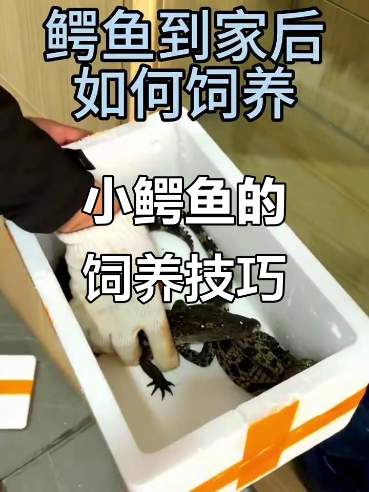 鳄鱼养殖入门:从接水到喂食全攻略