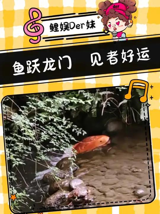 鲤鱼跃龙门 见者好运连连~素材来源